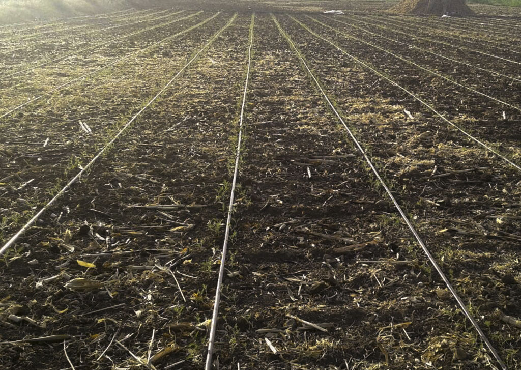 Drip Irrigation