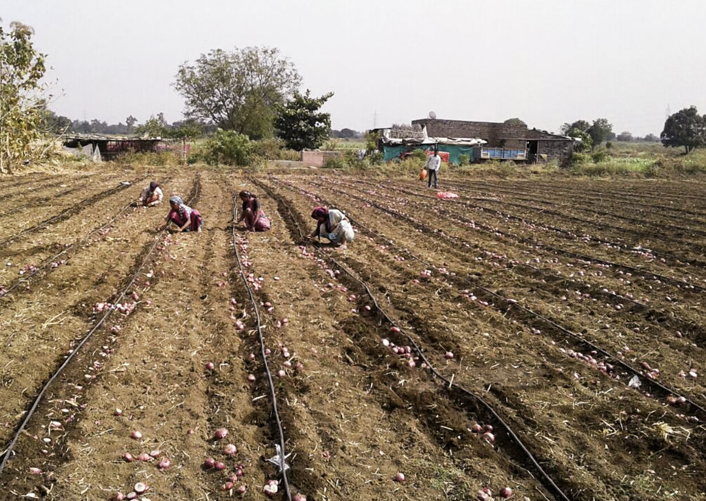 Drip Irrigation