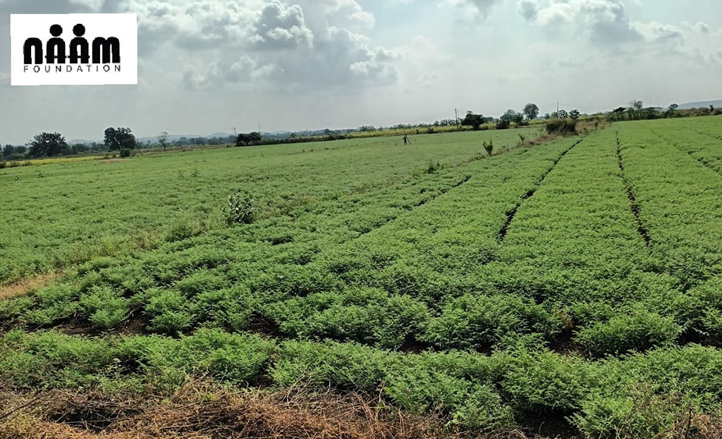 Seed Bank Project